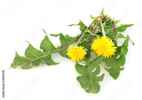 dandelion flowers and leaves isolated on white