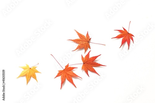 Tableau sur toile もみじ