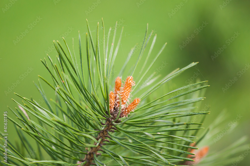 Pine tree blossom