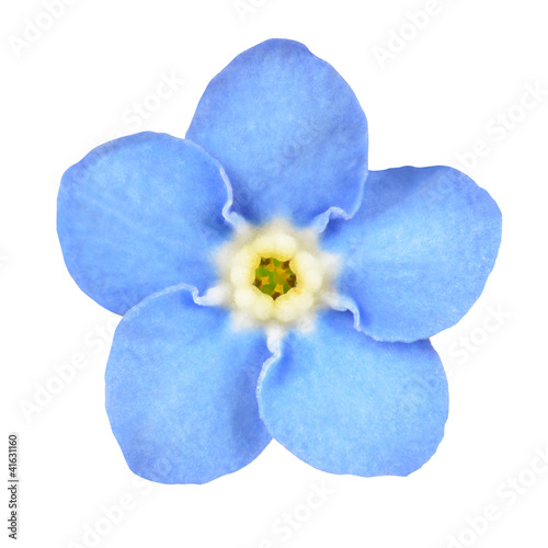 Forget-me-not Blue Flower Isolated on White