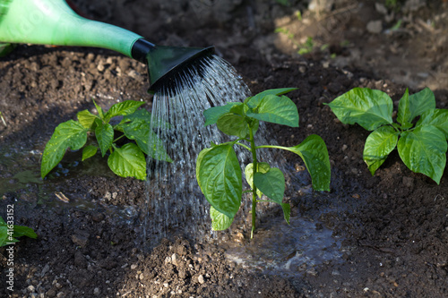 Steckling Paprika,Gießen