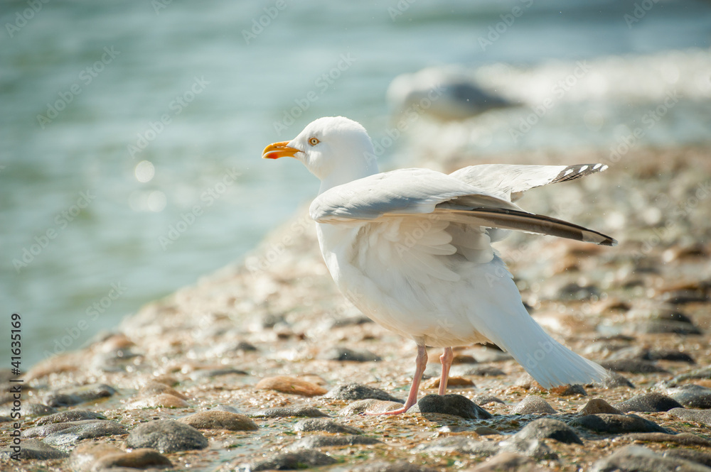 shoreline seagull flexing its wings shoreline seagull flexing its wings