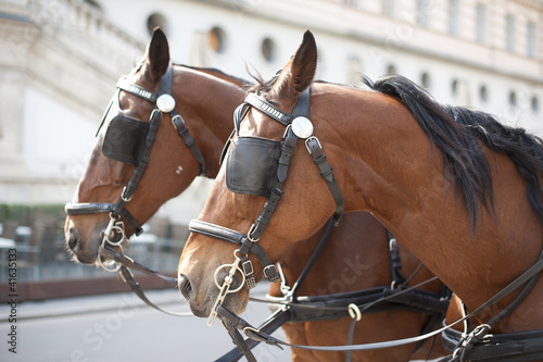 Canvas Print Horse in the square in Vienna
