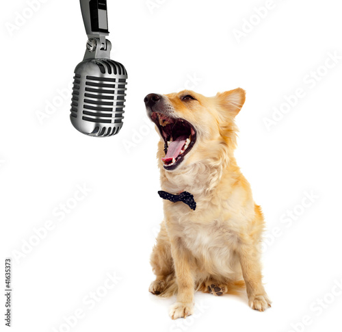 Foto Dog song