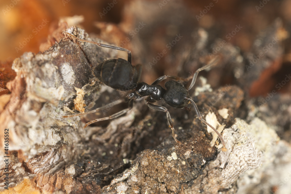 Shiny black wood ant, Lasius fuliginosus on wood Shiny black wood ant, Lasius fuliginosus on wood