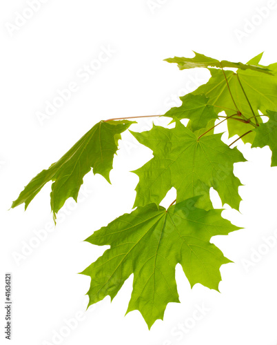 maple leaves isolated on white