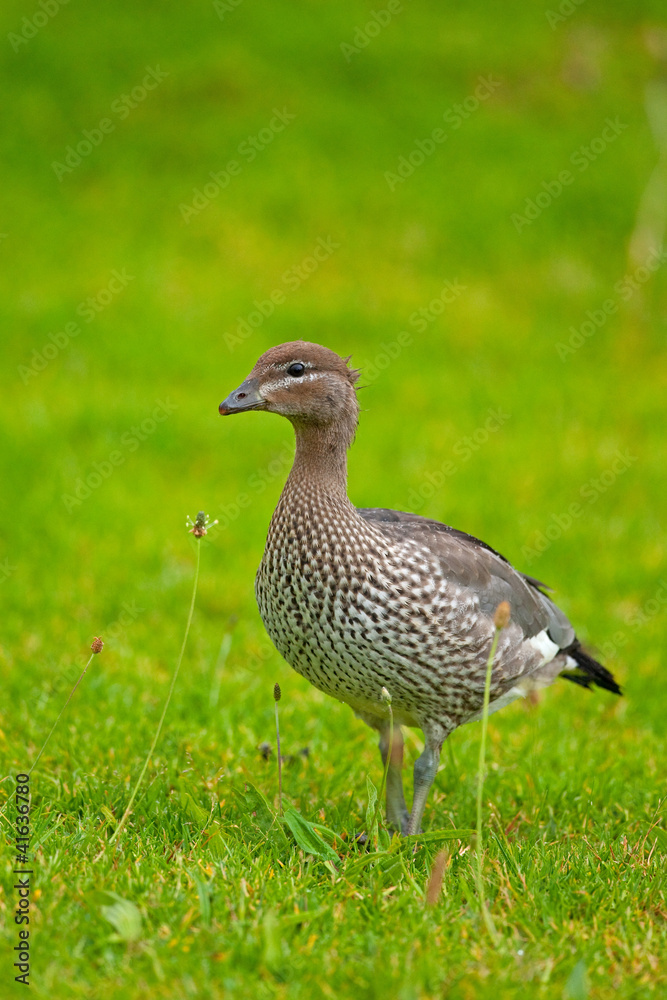 Australian Wood Duck, Chenonetta jubata Australian Wood Duck, Chenonetta jubata