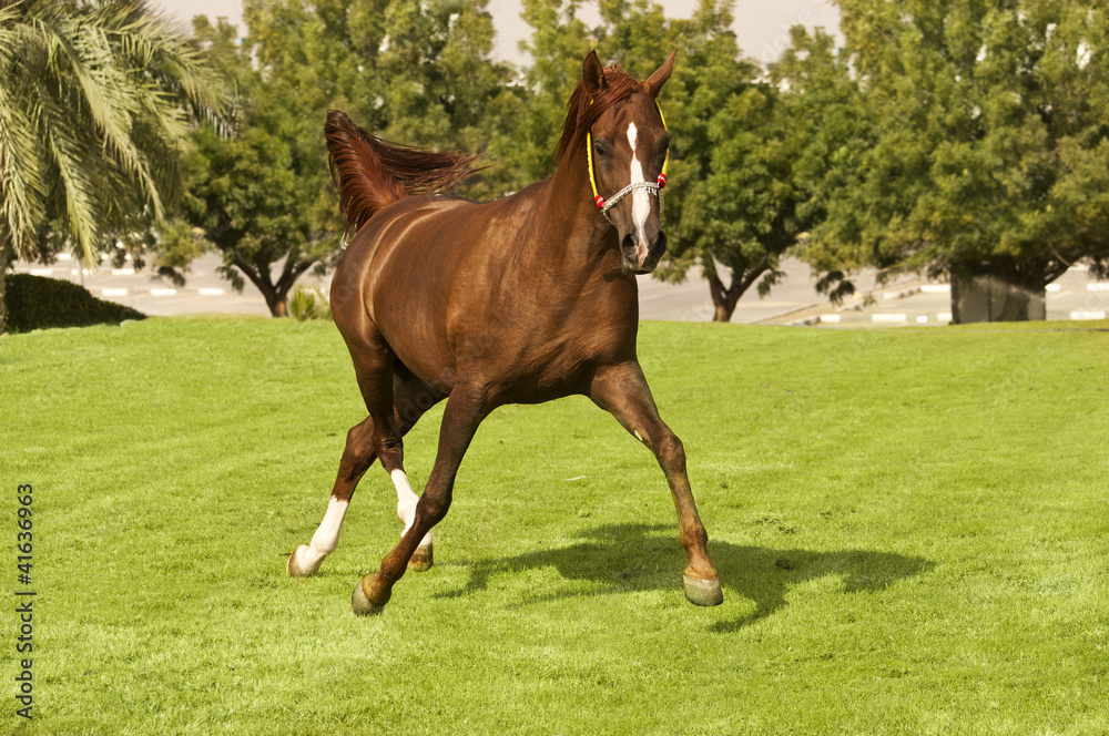 An Arabian Horse on a farm