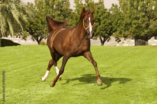An Arabian Horse on a farm