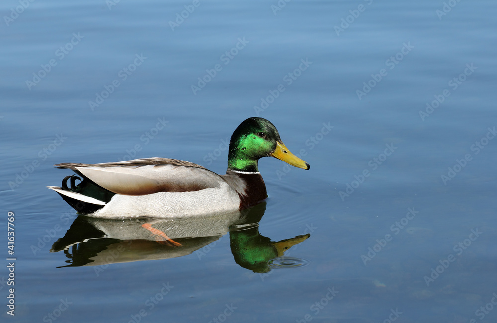 mallard on the lake