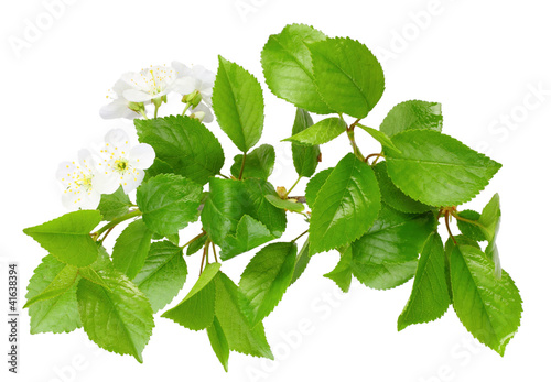 Branch of plum tree with leaf and white flowers
