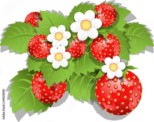 strawberry bush