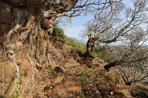 alberi del sito archeologico Khmer di Wat Phu a Champasak, Laos