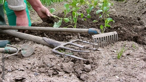 planting kohlrabi