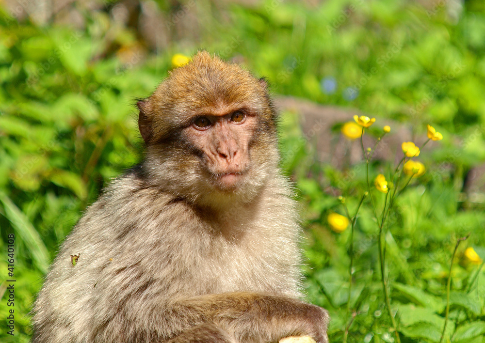 MACAQUE MACAQUE
