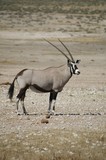 Oryx I