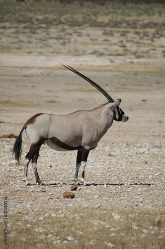 Oryx II
