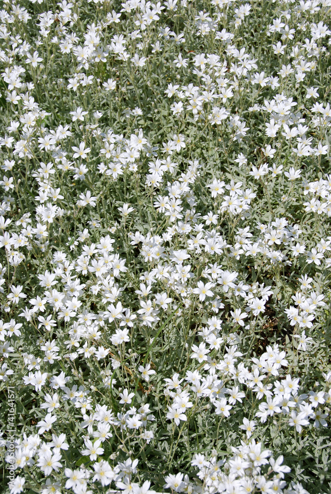 Snow-in-summer flowers