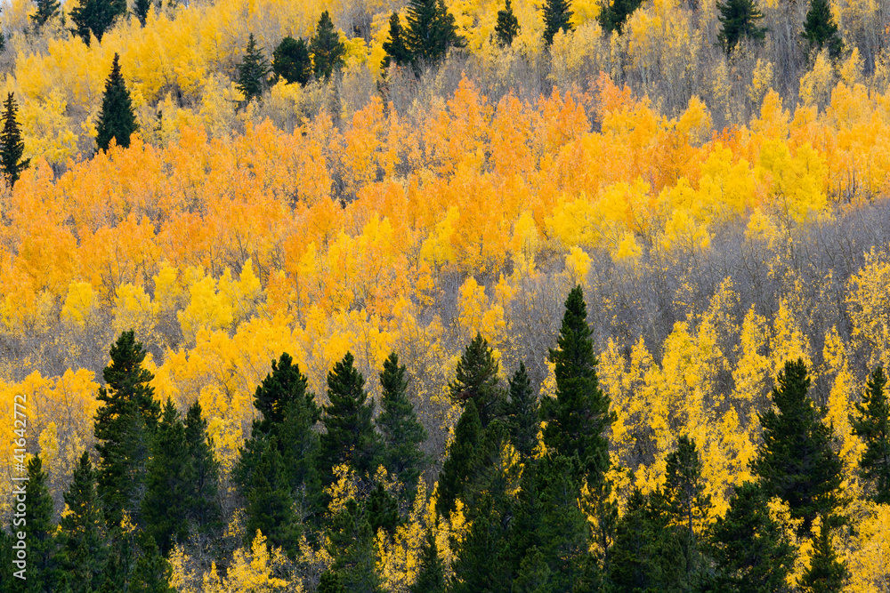 Fototapeta premium Colorful Fall Aspen Forest