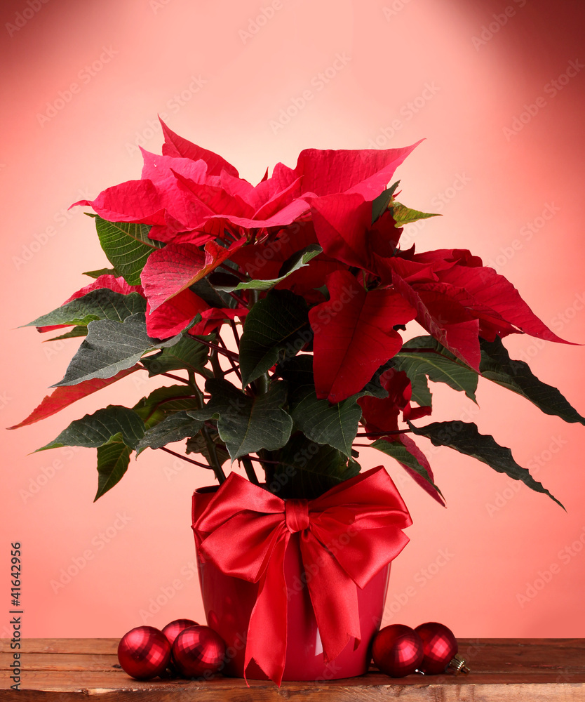 beautiful poinsettia in flowerpot and Christmas balls - obrazy, fototapety, plakaty 
