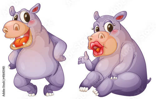 hippos