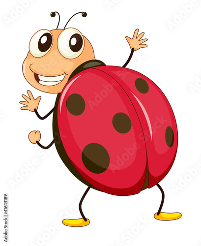 ladybird