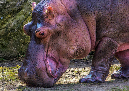 Hippo