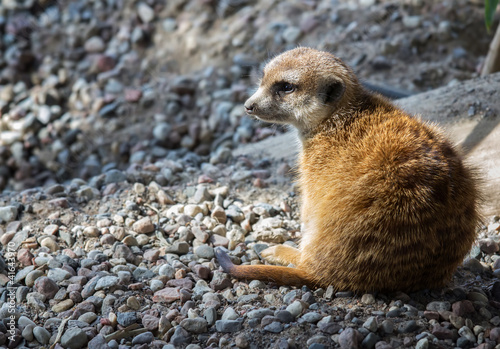 Wild Meerkat
