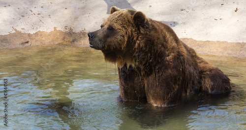 Grizzly Closeup