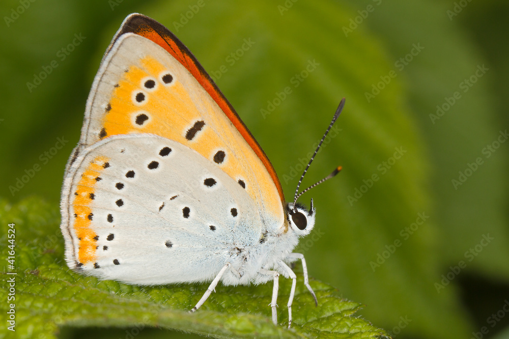 Lycaena dispar / large copper butterfly, male Lycaena dispar / large copper butterfly, male