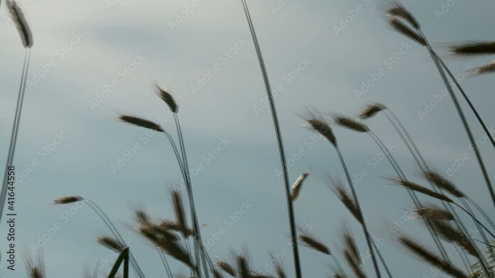 Kornfeld