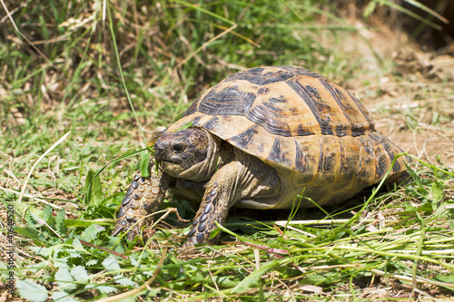 spur-thighed turtle eating grass / Testudo graeca ibera