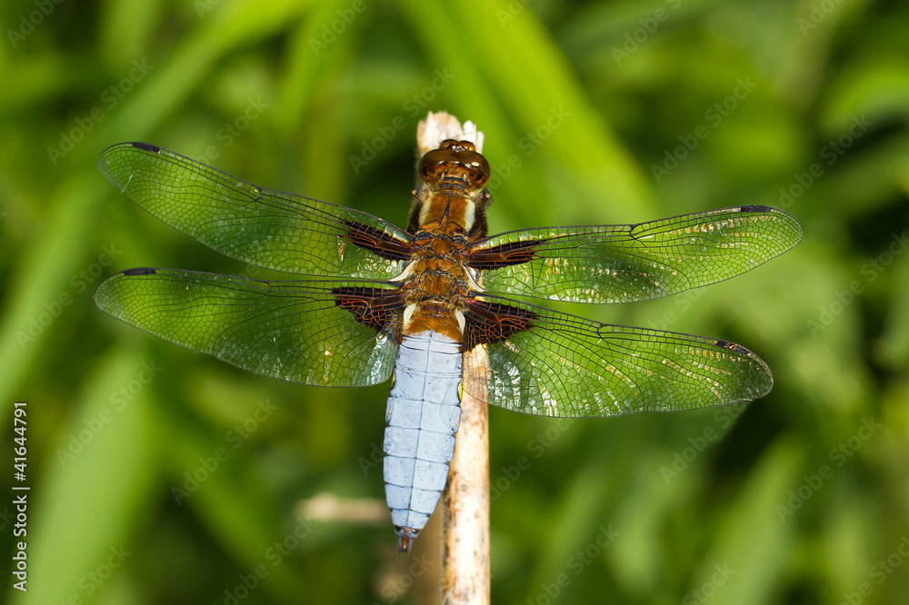 a male of Broad-bodied Chaser / Libellula depressa a male of Broad-bodied Chaser / Libellula depressa