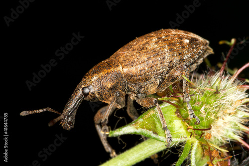 the large pine weevil close-up / Hylobius abietis