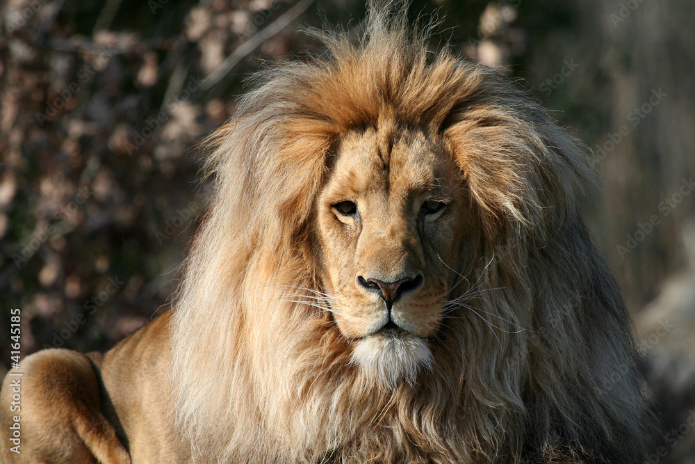 Löwenportrait