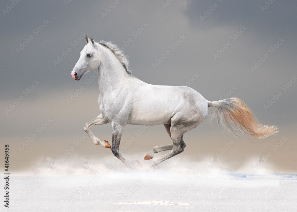 Fototapeta biały koń w polu zimą