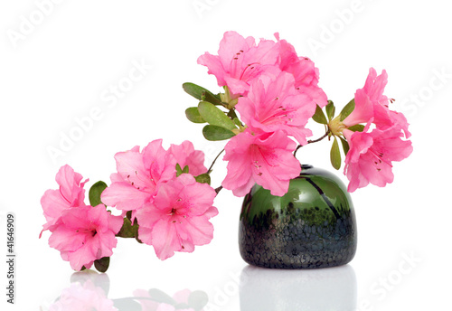 Pink Azalea on White