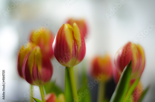 Obraz na plátně red tulips