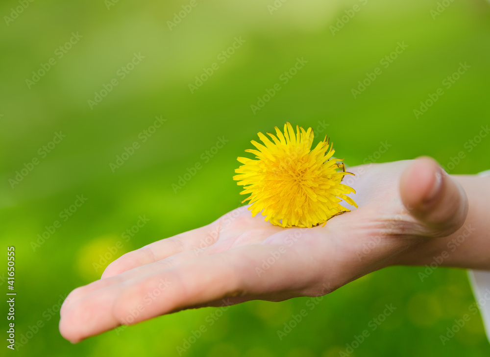 bright yellow flower lie on a hand. Blur green backgrounds bright yellow flower lie on a hand. Blur green backgrounds