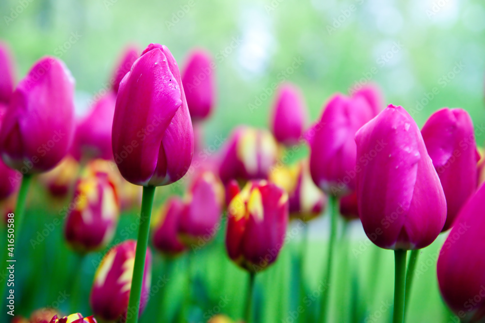 Romantic pink tulip flowers in spring garden Romantic pink tulip flowers in spring garden