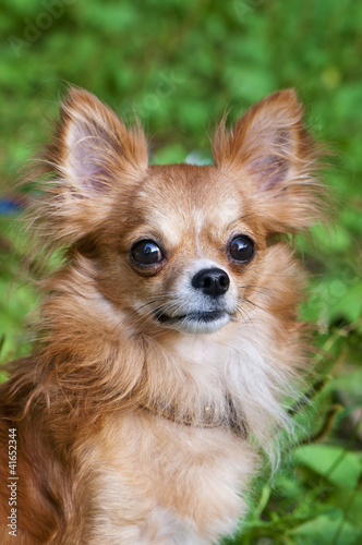 red chihuahua dog portrait