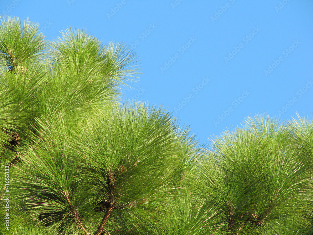 green branches of a pine in the blue sky green branches of a pine in the blue sky