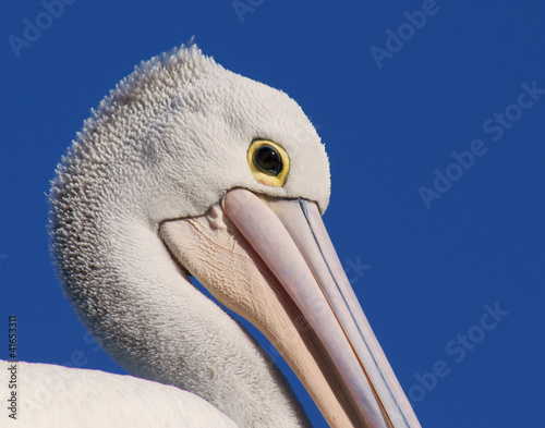 Pelican portrait