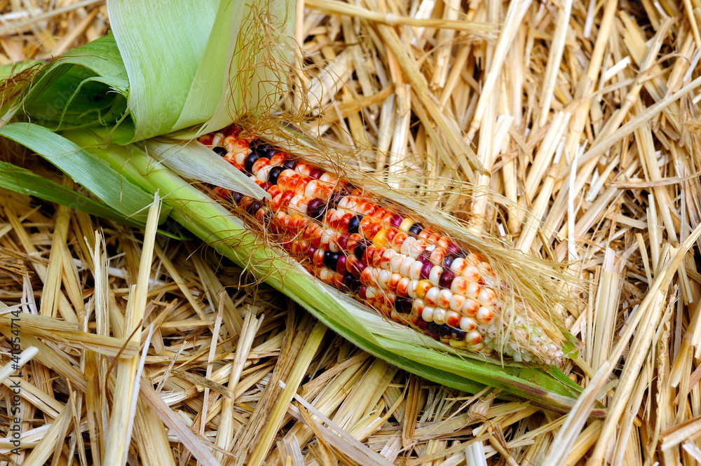 Fototapeta premium Fresh Decorative Indian Corn