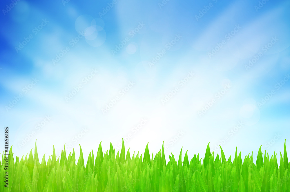 Spring nature background with grass and blue sky in the back Spring nature background with grass and blue sky in the back