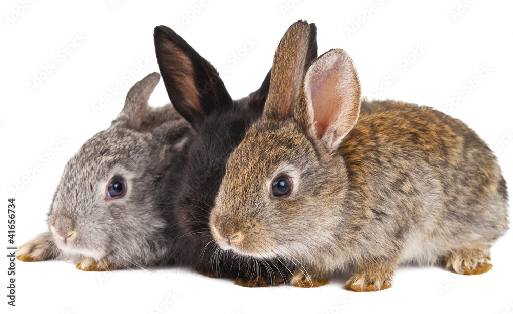 rabbits isolated rabbits isolated