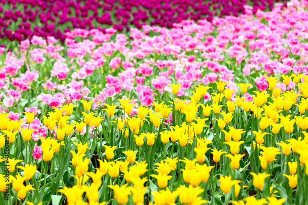 tulips flower field