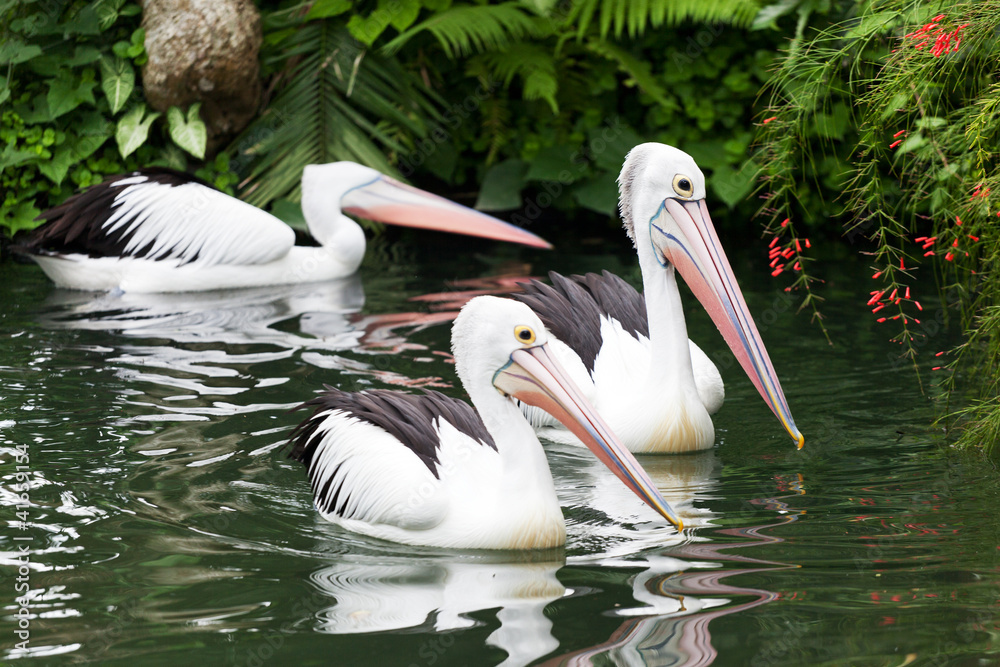 Big black-and-white pelican Big black-and-white pelican