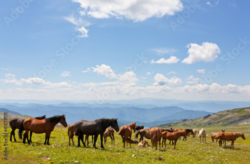 A beautiful landscape with horse and the blue sky. © Shchipkova Elena