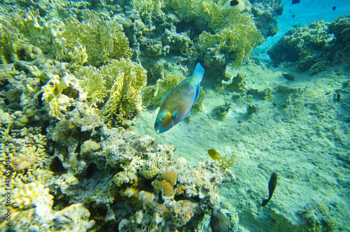 Diving in Egypt